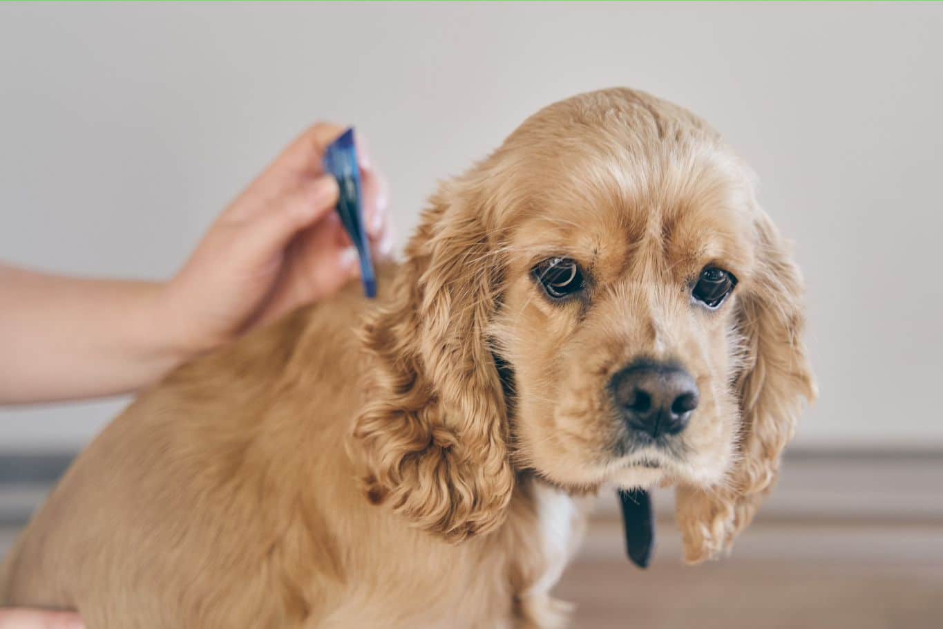 Tipos de parásitos internos y externos más comunes en perros