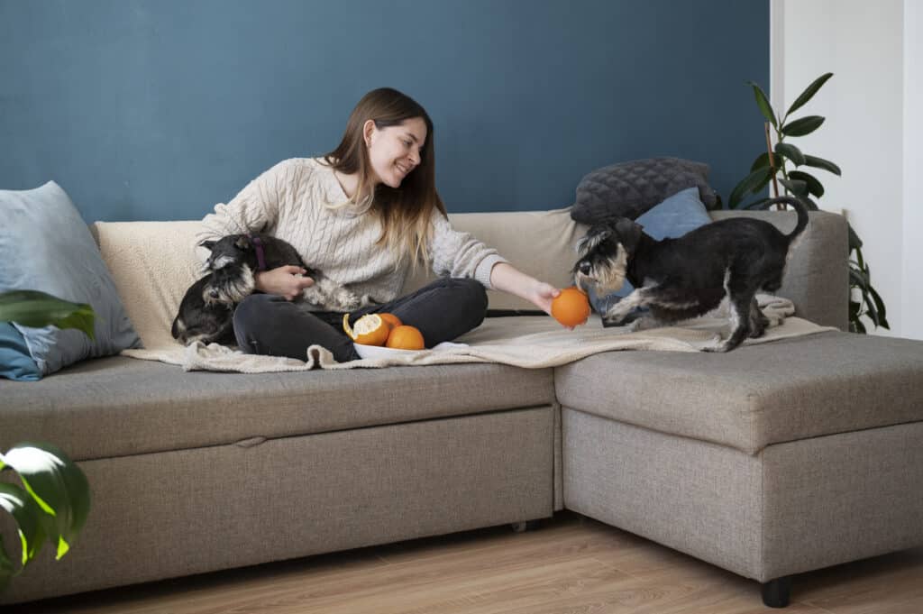 los perros pueden comer ensalada cesar