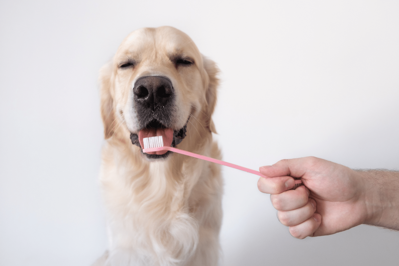 Cómo recoger los excrementos de perro: 4 métodos diferentes