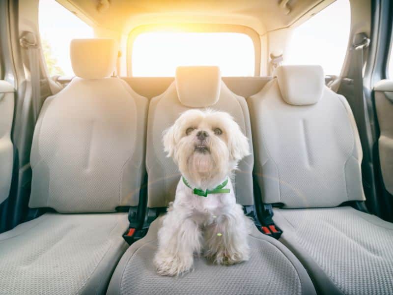 Cómo llevar al perro en el coche correctamente: Normativa 2023