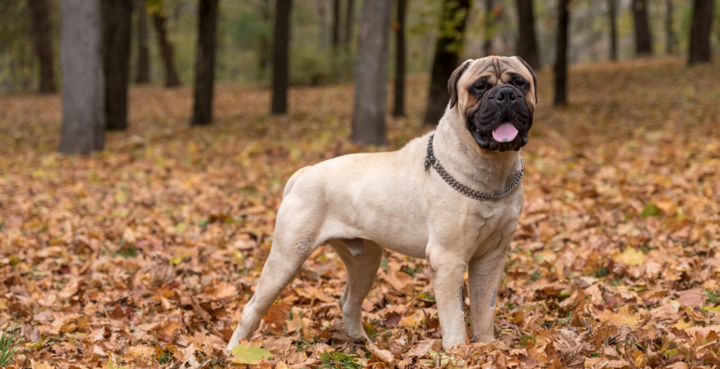 bullmastiff