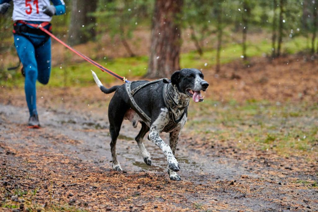 ¿Qué es el canicross? Diversión y deporte con tu perro