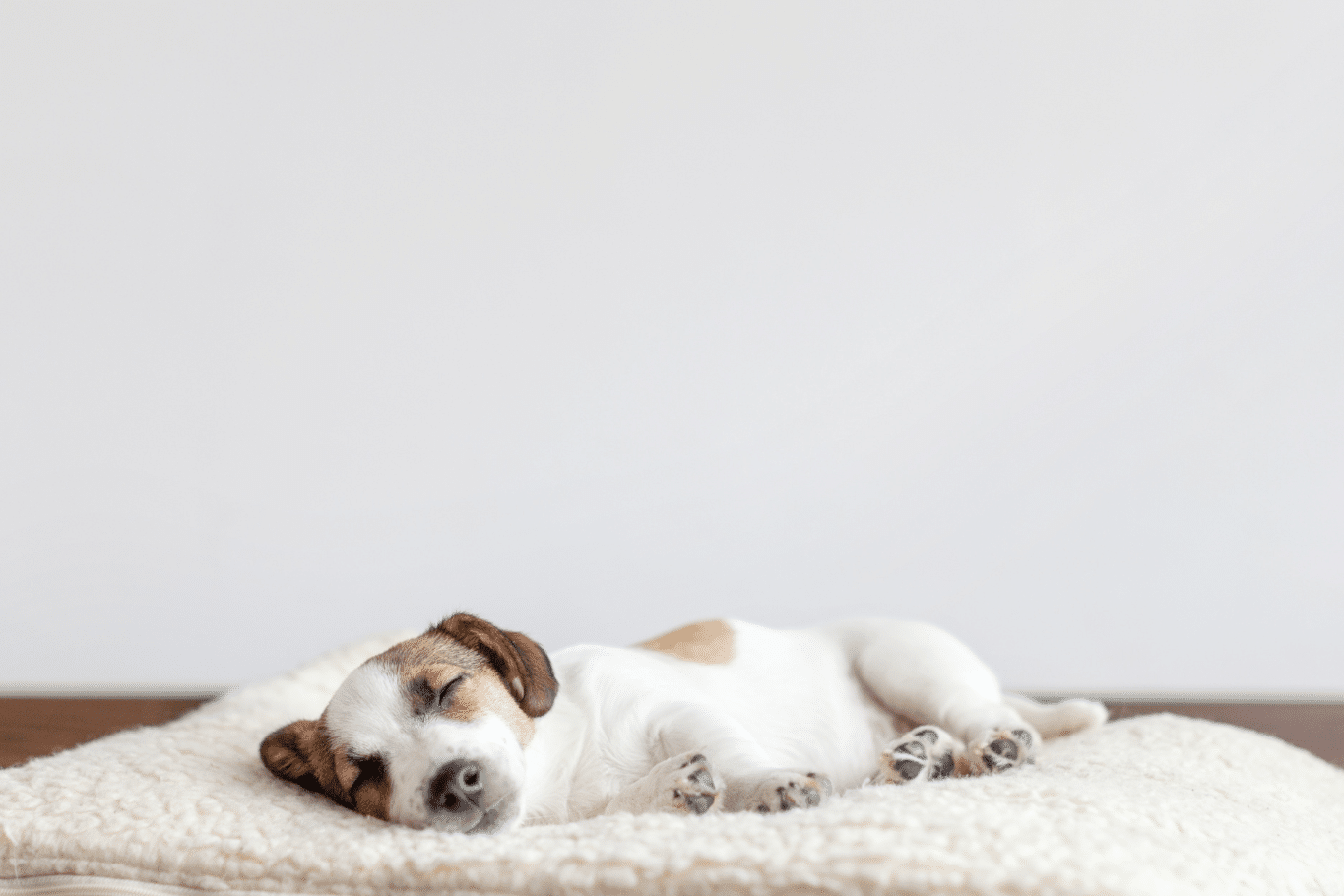 ¿Dónde debe dormir un perro? Consejos para cachorro y adulto