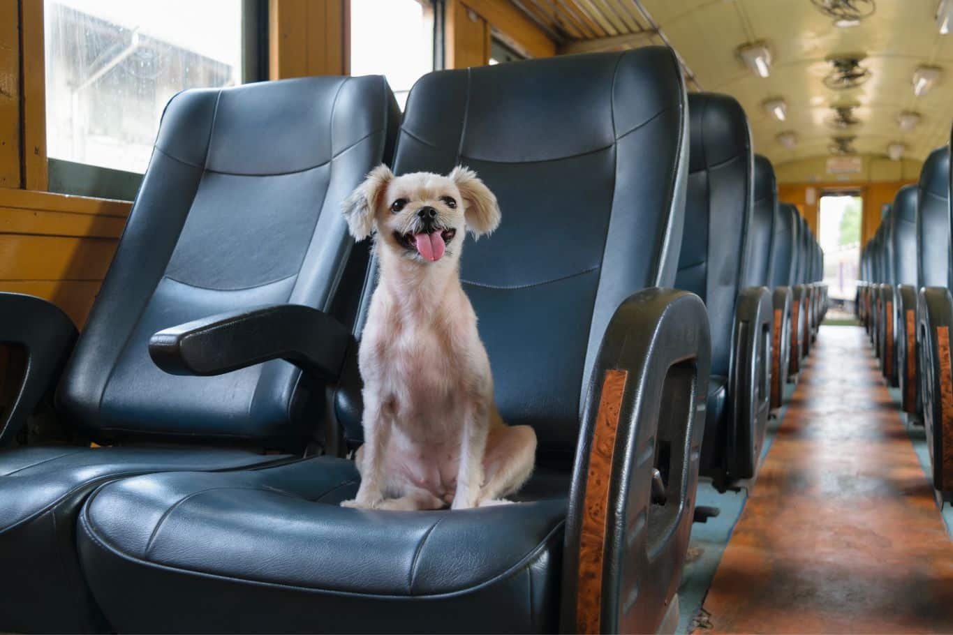 viajar en tren con perro