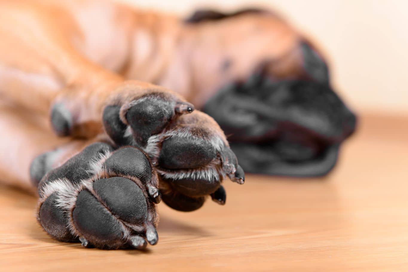 Cómo cuidar y proteger las almohadillas de un perro: Guía completa