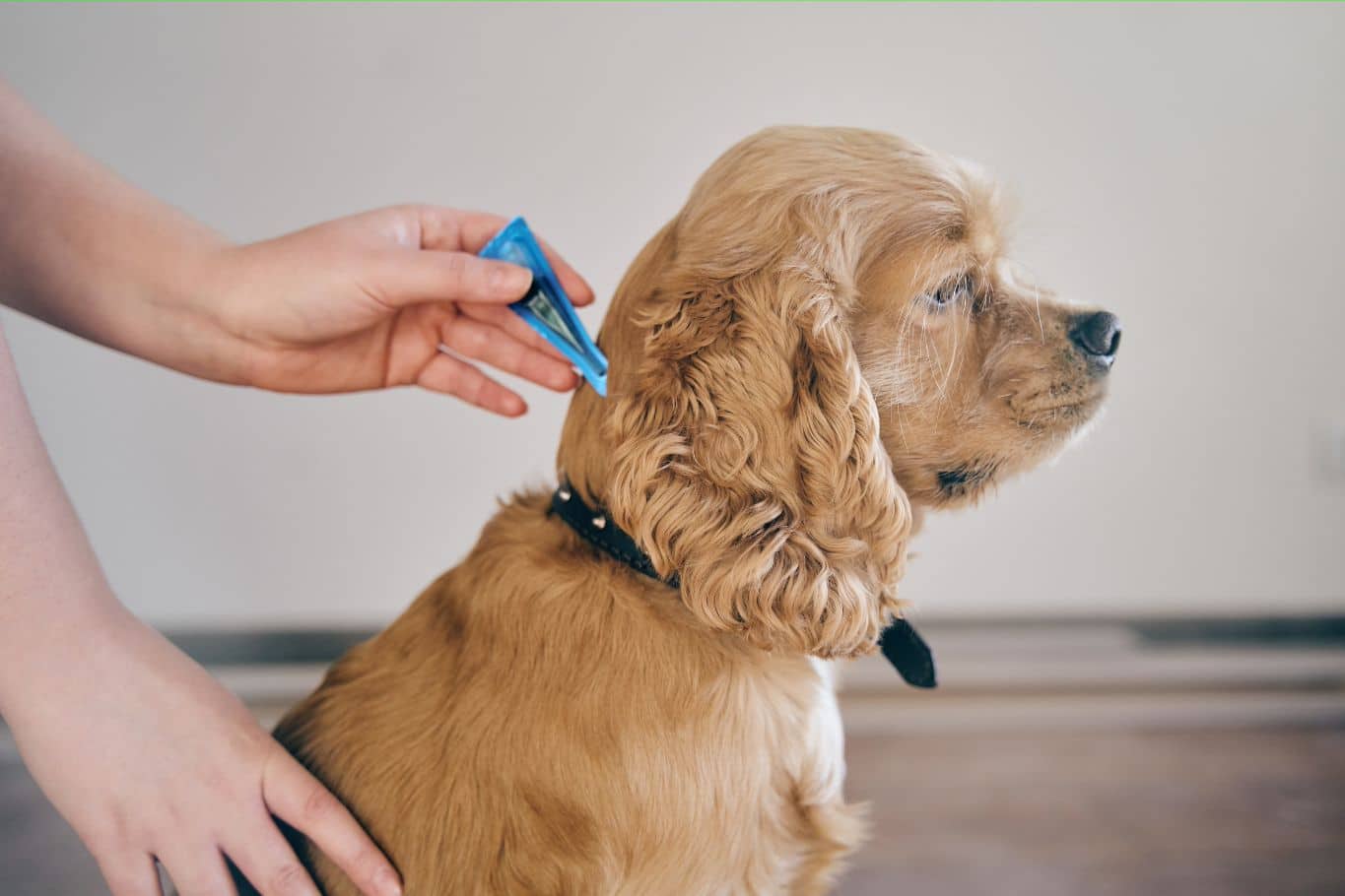 Cómo quitar garrapatas a un perro: Guía práctica paso a paso