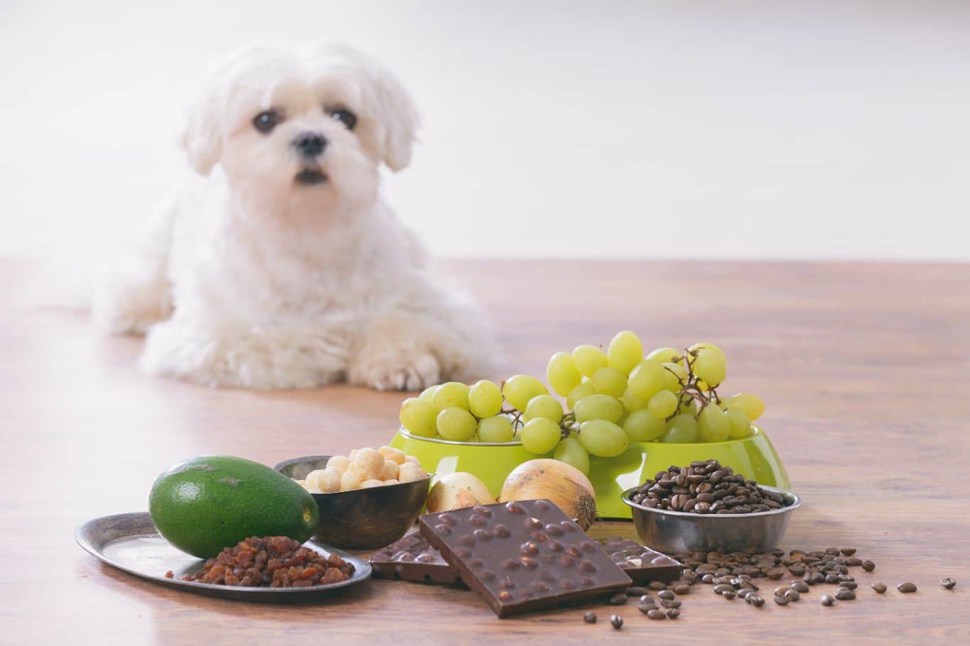 10 alimentos que son tóxicos y están prohibidos para perros
