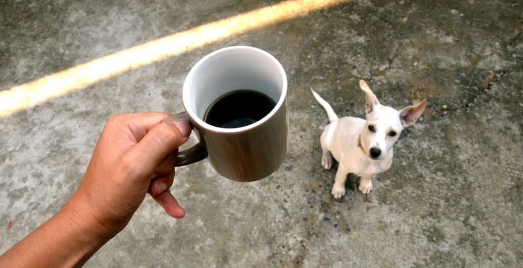 cafe para perros