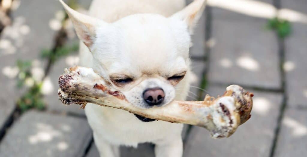 huesos cocidos perros