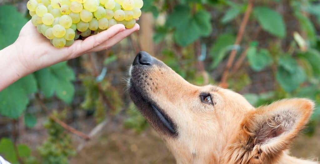 uvas toxicas para perros