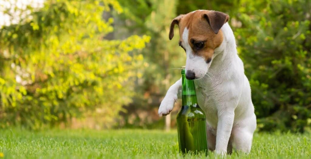 olor alcohol perros