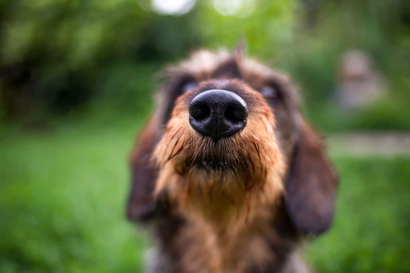 olores que odian los perros