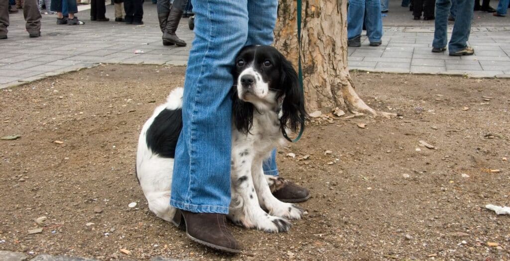 perro con miedo