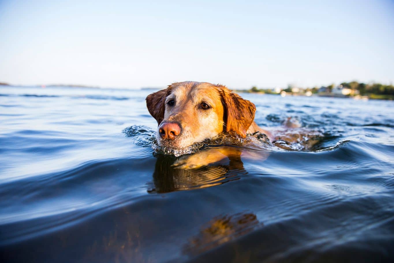 ¿Qué pasa si tu perro bebe agua del mar? Qué hacer y consejos