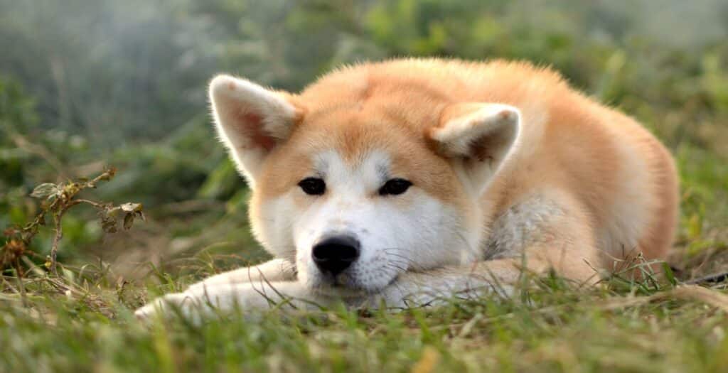 akita inu