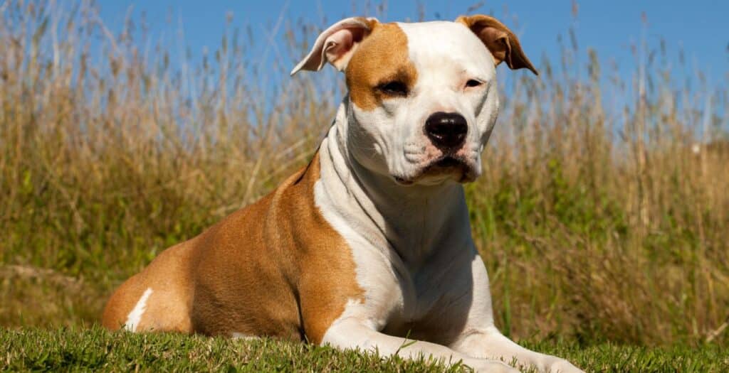 american staffordshire terrier