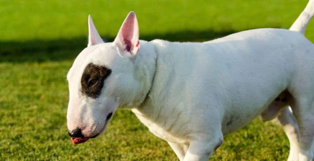 bull terrier