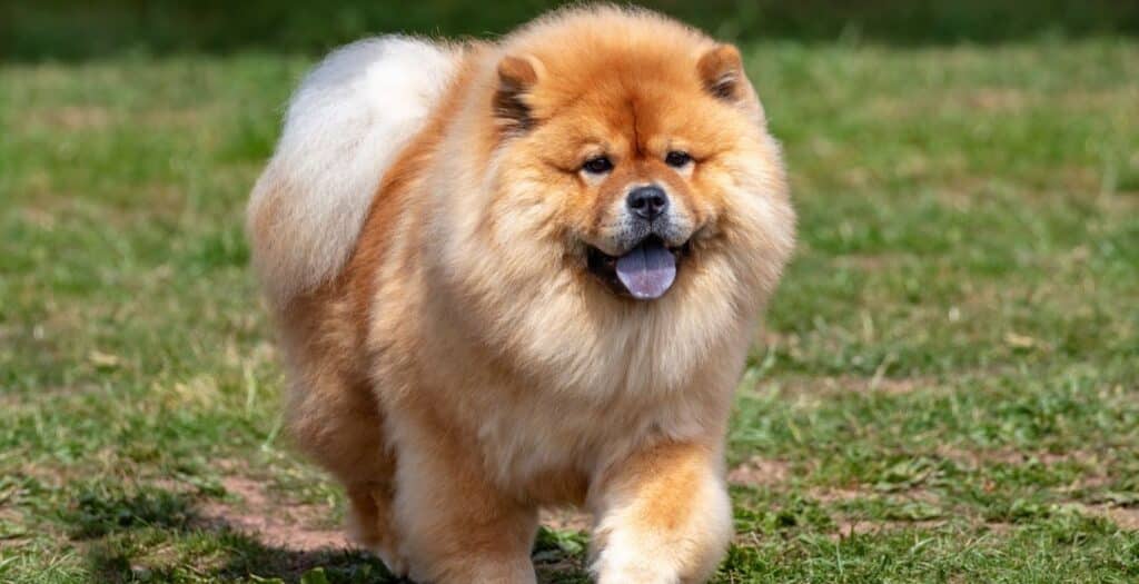 chow chow