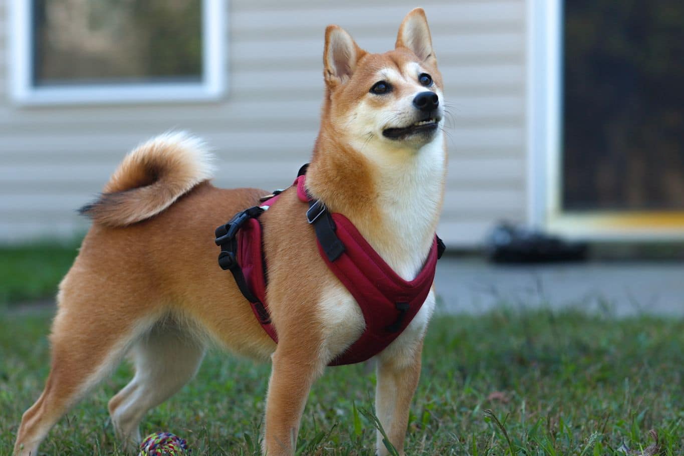 como poner un arnes a un perro