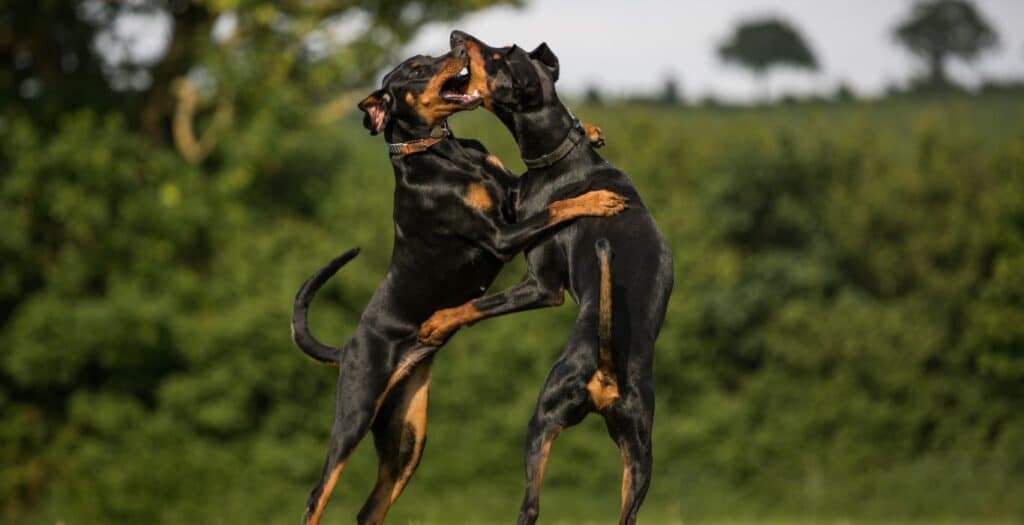 doberman pinscher