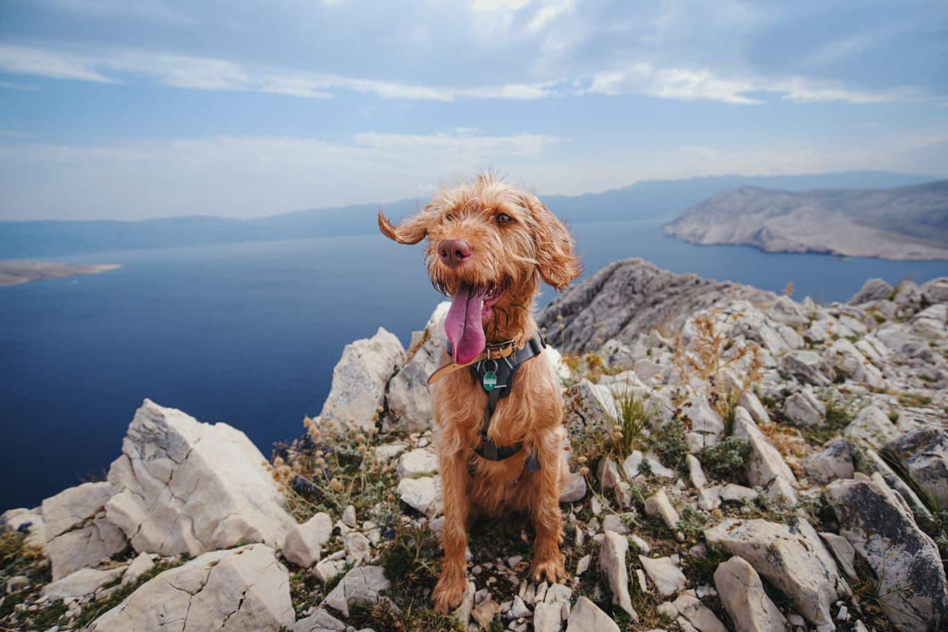 mejor tipo de arnes para perros