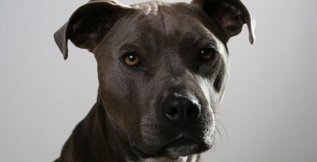 pit bull terrier