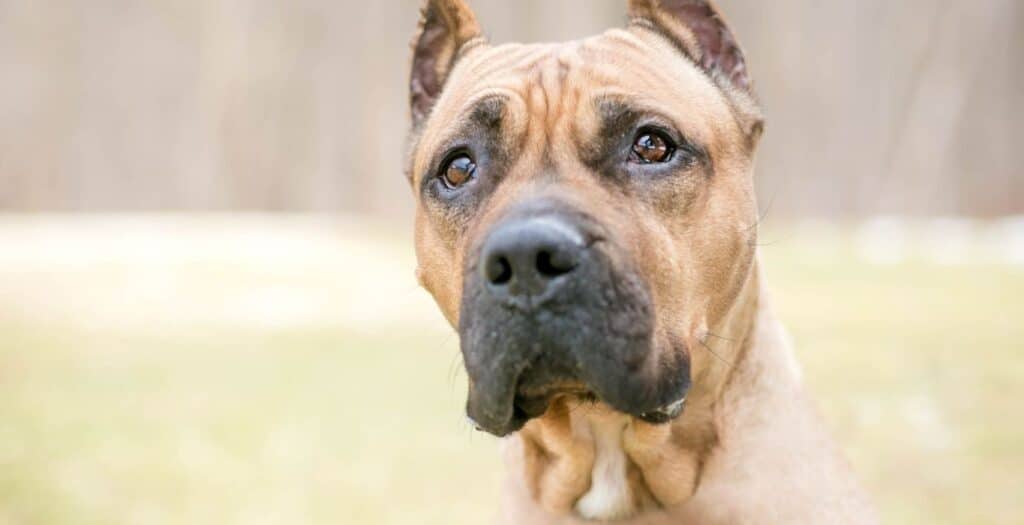 presa canario