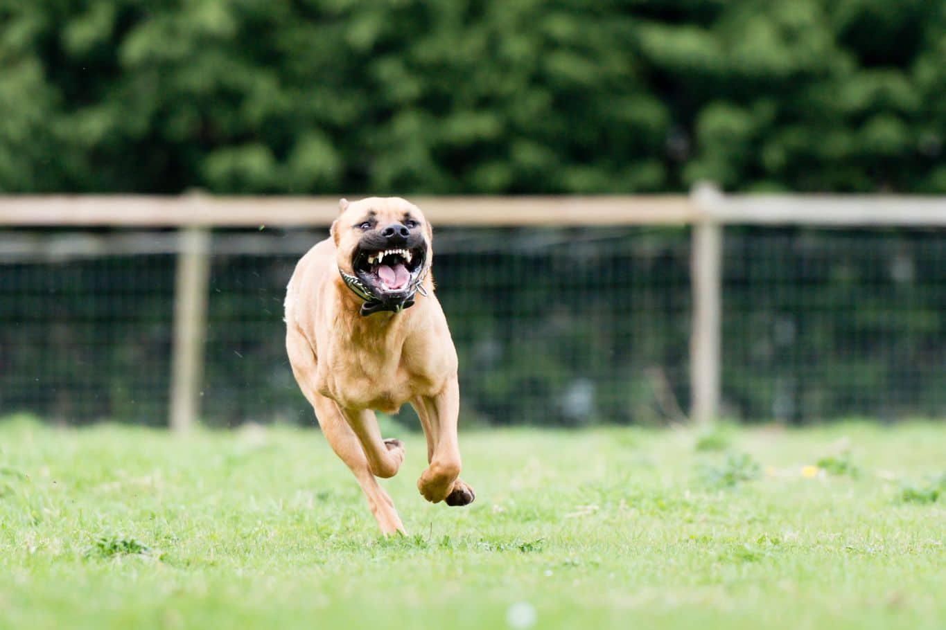 son los perros bullmastiff agresivos o peligrosos