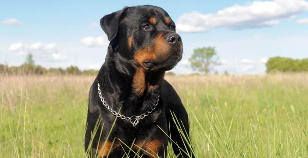 rottweiler