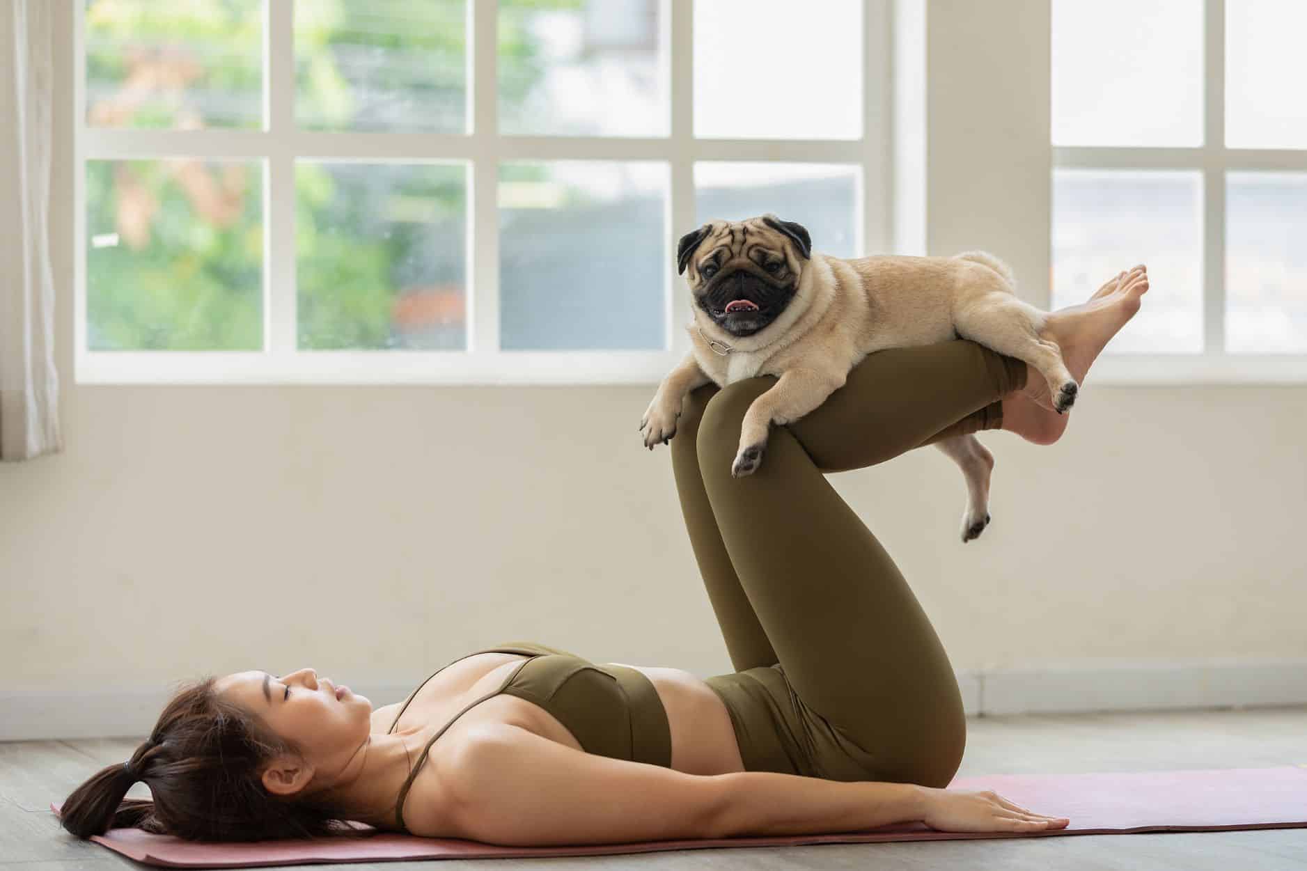 como relajar a un perro nervioso