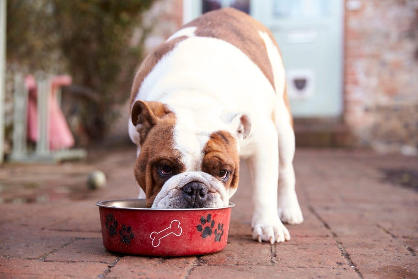 los perros pueden comer avena