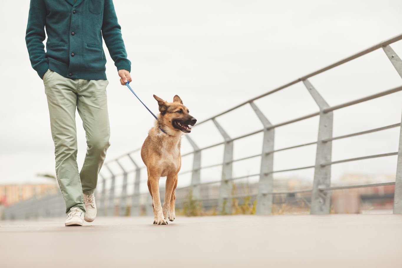 seguro obligatorio de responsabilidad civil para perros en andalucia