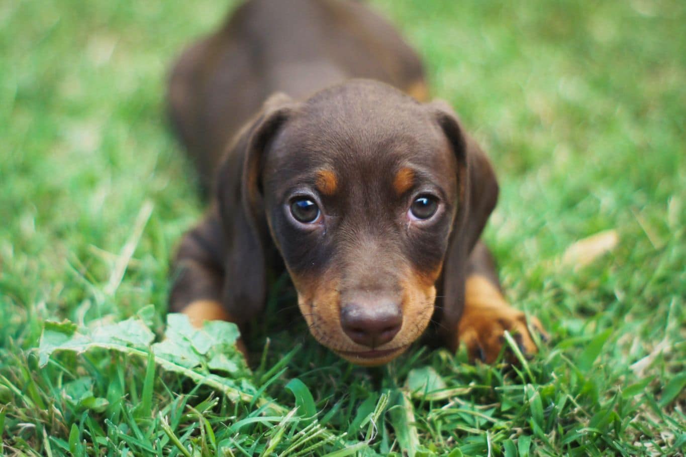 mejor seguro para perros